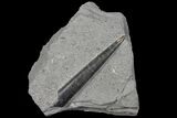 Fossil Belemnite (Youngibelus) - Germany #106355-1